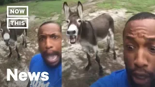 The 'Circle of Life' Just Got a Remix Thanks to This Man and His Donkey | NowThis