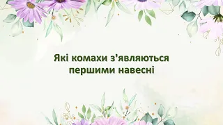 Які комахи з’являються першими навесні. 2 клас