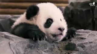 Erster Ausflug der Panda-Brüder im Zoo Berlin - Panda twins take their first steps outdoors