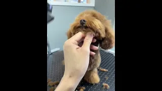 ADORABLE Brown poodle surprises with his amazing transformation🐾✨️🙉 #grooming #puppy #new #shorts