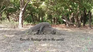 Two Male komodo Dragon Fighting for Competed#reptiles #wildlife