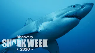 Measuring Sharks With a Stereo Camera | Shark Week