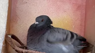 Watch this angry pigeon attack me