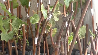 Проращивание черенков винограда. 5 "вредных" советов по укоренению