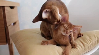 Abyssinian cats LOVE.... So cute!