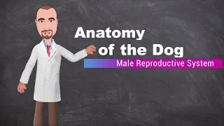 Anatomy of the Dog - Male Reproductive System
