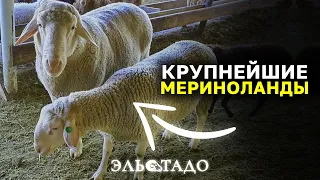 Аукцион овец Мериноландшаф в Ингольштадт! Овцы Мериноланд для России! Овцеводство!