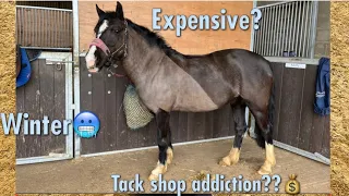 THINGS I WISH I KNEW BEFORE BUYING A HORSE!