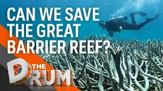 What’s being done to save the Great Barrier Reef? | The Drum