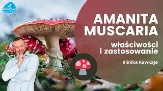 MUCHOMOR CZERWONY, Amanita Muscaria - właściwości i zastosowanie, Andrzej Kawka KawkaJe