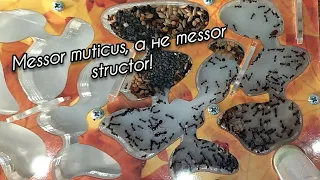 Messor muticus. Самый лёгкий вид муравьев из всех. / Ants4you