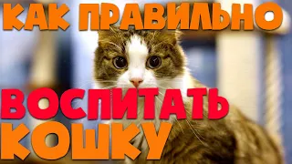 Как правильно наказывать кошку? | Как воспитать кошку?