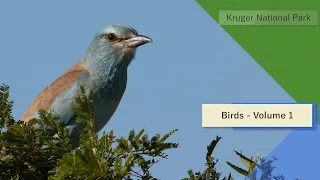 Birds of South Africa - Kruger National Park - Volume 1
