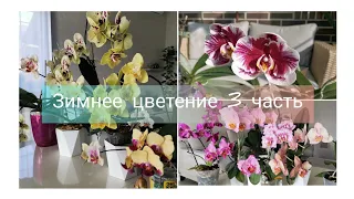 Зимнее цветение орхидей 3 часть. Шоколад, Блэк Джек, Феррара, Алассио, Мики Спирит 94 и другие.
