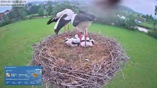 2024 05 25 Storchennest Alfeld, frische Nestpolsterung und dann paar Liebkosungen für die Kleinen🐥🐥👍