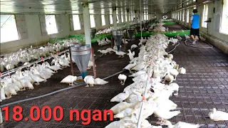 Trại ngan lớn nhất Thanh Hóa, thất bại nặng nề