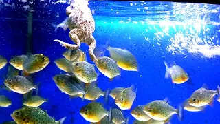 piranha fish vs frogs | live feeding piranha fish | warning live feeding