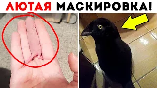 55 Лютых Гениев Маскировки!