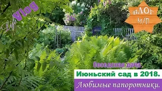 Соседская дача. Июньский сад 2018. Любимые папоротники.