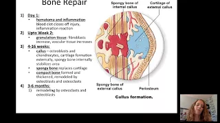 Introduction to the Musculoskeletal System