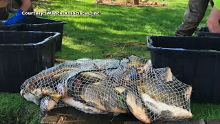 Robbinsdale Kicks Off Carp-Removal Project