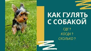 Прогулка с собакой: как правильно гулять с щенком, сколько времени, где можно и нельзя выгуливать