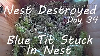 Blue Tit Nest Destroyed [VIEWER DISCRETION ADVISED] Female blue Tit Stuck in Nest / Rescued Blue Tit