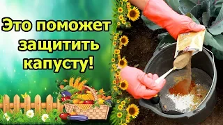 ВСЕГДА ЗАЩИЩАЮ КАПУСТУ ЭТИМИ СРЕДСТВАМИ И ВРЕДИТЕЛЕЙ НЕТ!