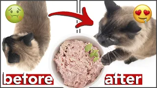 GET YOUR CAT TO EAT RAW FOOD | how to transition from kibble to wet/raw