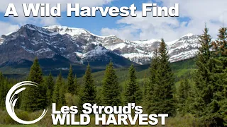 A Wonderful Wild Harvesting Moment to Brighten Your Day! | Episode 1 | Les Stroud