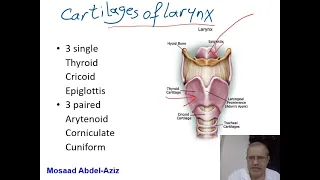 1  Larynx 1 Mosaad Abdel Aziz  Anatomy & Physiology of the Larynx