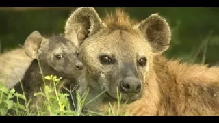 National Geographic׃ Гиена царица хищников