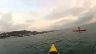 Uscita Kayak 5 agosto   Avvistamento delfini