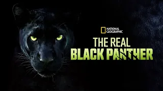 Hiding in the Shadow | The Real Black Panther | National Geographic Wild Uk