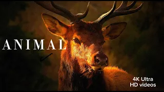 4K ULTRA HD ANIMAL - WILD ANIMAL  || RELAXING SOUNDS