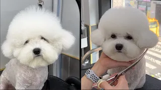 초보애견미용사 위한 비숑 앞툭튀컷 미용과정 | 비숑 귀툭컷 | 남자애견미용사 |bichonfrise grooming