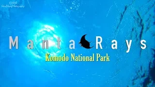 Manta Rays by Komodo National Park, Indonesia [in 4k/1080 HD Quality]