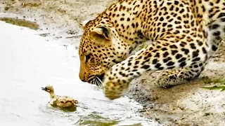 Baby Bird Takes on Hungry Leopard