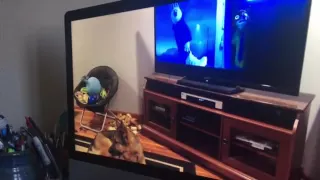 Dog howling at dogs howling at Zootopia.