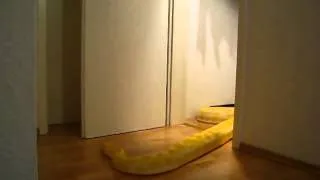 Змея открыла дверь... (Snake opens door)