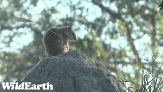 WildEarth - Sunset  Safari - 20 May 2022