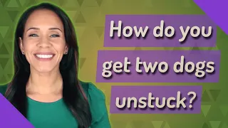 How do you get two dogs unstuck?