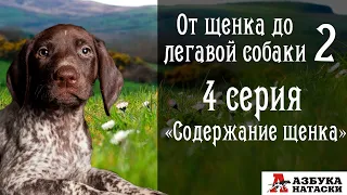 Содержание щенка - коротко о главном.