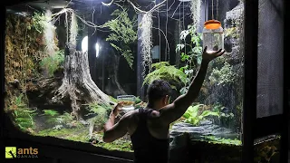 An Ant War Broke Out After Adding Water Beasts into My Giant Rainforest Vivarium | S1 Ep. 8