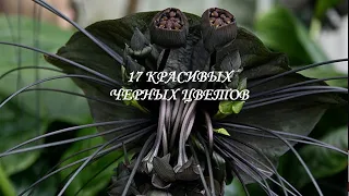 17 самых красивых черных цветов