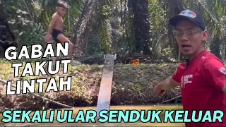 Gaban takut sebab ada lintah, sekali ular senduk keluar wei!!😱