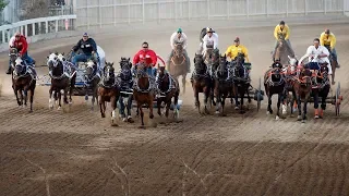 3 horses euthanized after being injured in Calgary Stampede