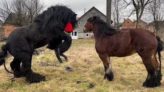 Коні Ваговози🐴кобила Франческа та жеребець Алан💣Нова покупка.Жеребець на паровку🔥Пара поляків👍💪