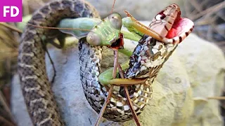 Les Mantes Religieuses : Un cauchemar pour le monde des insectes !