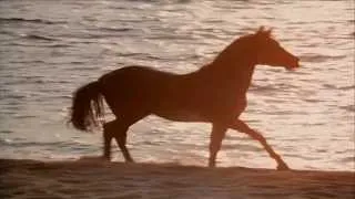 The Black Stallion  Enigma   Return To Innocence